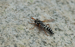 Mitrodetus dentitarsis