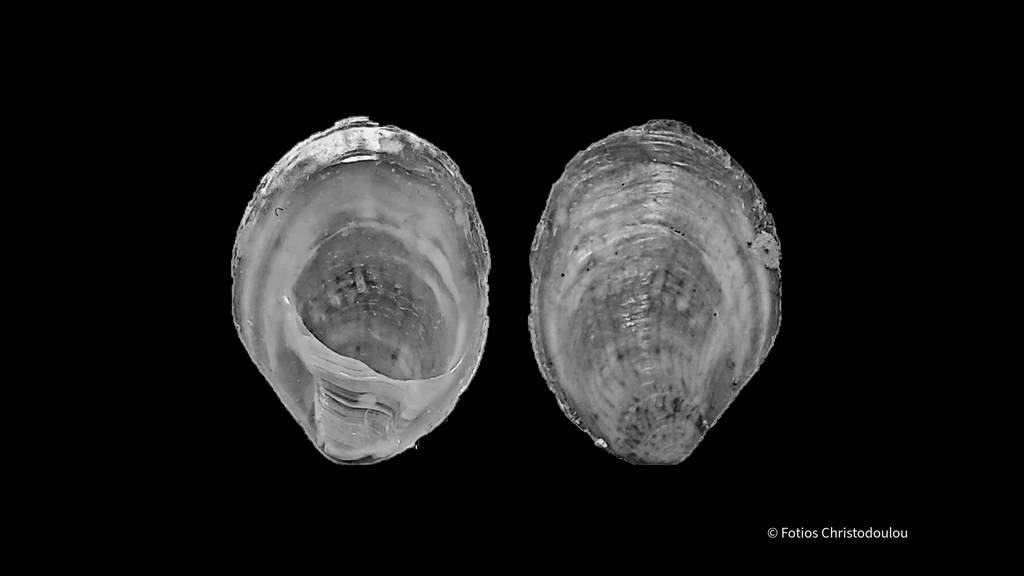 Mediterranean slippersnail