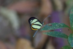 Moschoneura pinthous