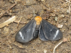 Hyalurga vinosa