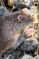 Sigmodon fulviventer