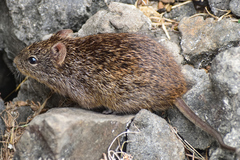 Sigmodon fulviventer