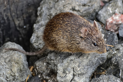 Sigmodon fulviventer