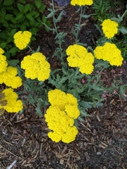 Achillea filipendulina