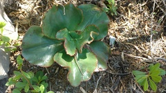 Gibbiflorae