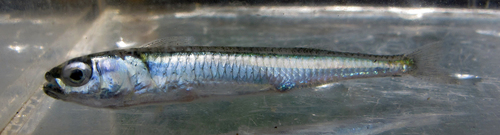Flathead silverside (Hypoatherina valenciennei) — Atherinidae