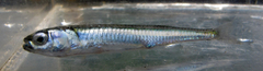 Hypoatherina valenciennei