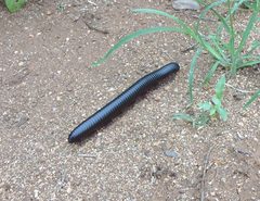 Archispirostreptus gigas