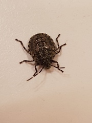 Antiteuchus mixtus