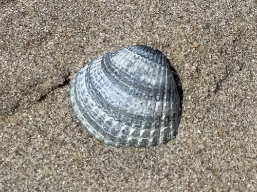 Common Cockle, Netherlands, photo 10 of 10
