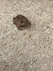 Anaxyrus fowleri