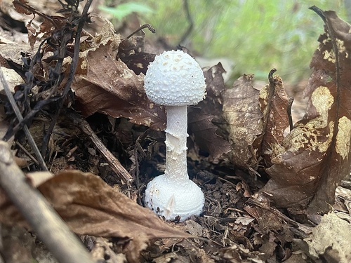 Amanita sphaerobulbosa