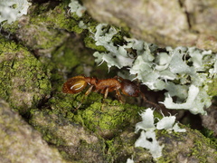 Temnothorax affinis