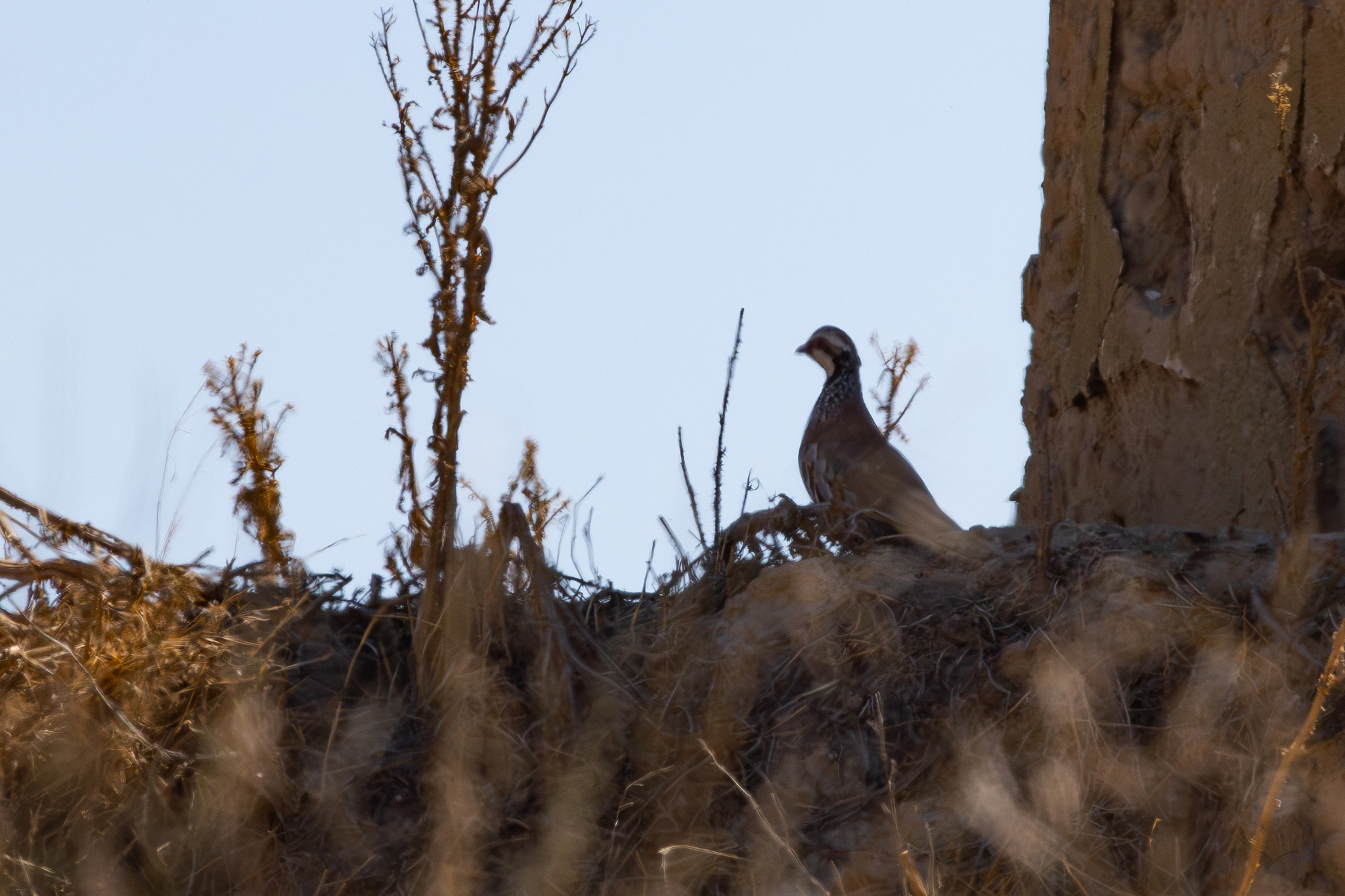 Red-legged Partridge