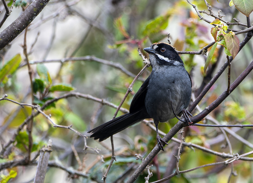 Taczanowski's Brushfinch (Atlapetes taczanowskii), photo 2
