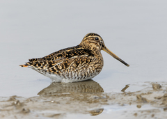 Puna Snipe photo 1