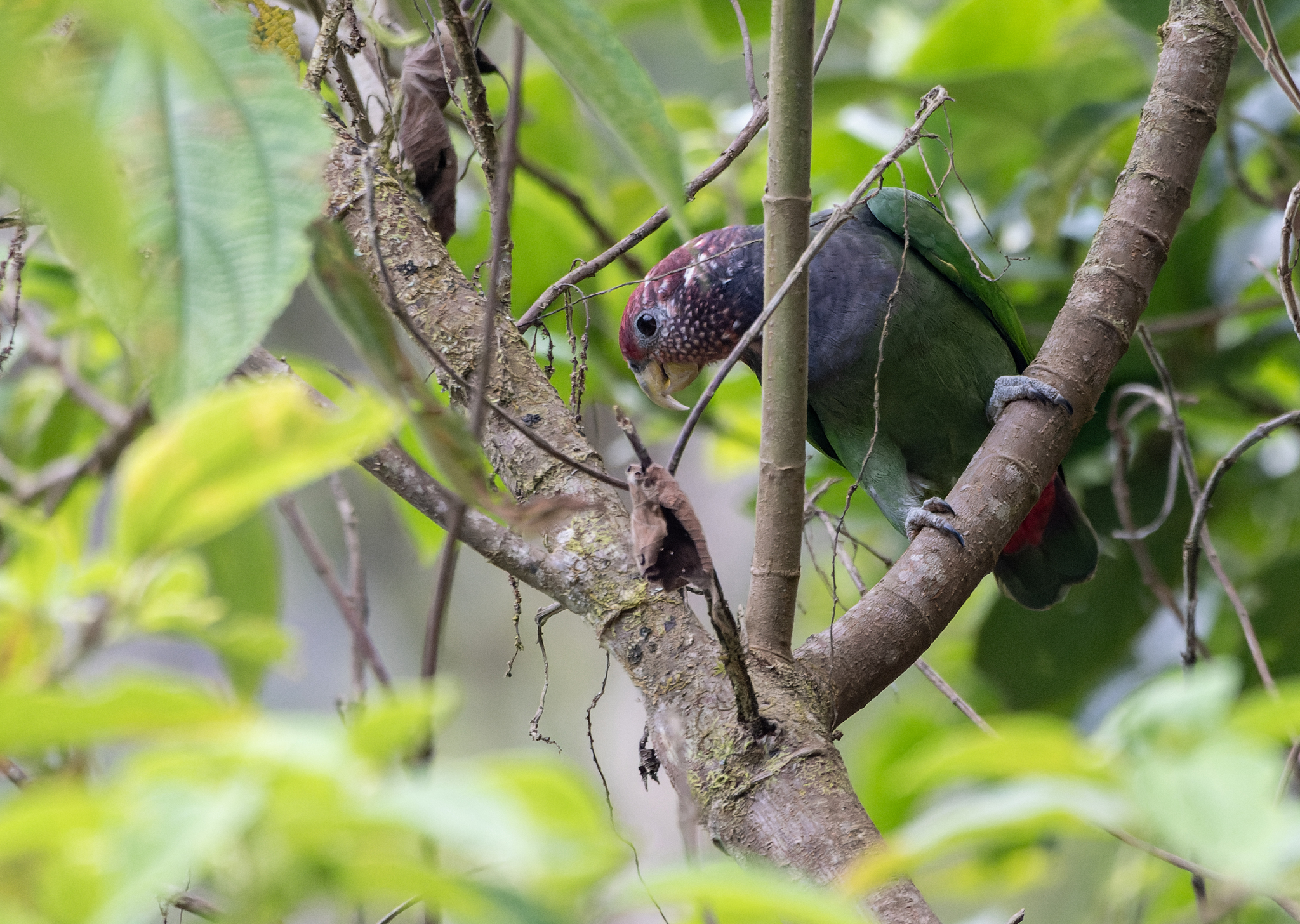 Speckle-faced Parrot (Pionus tumultuosus), photo 8