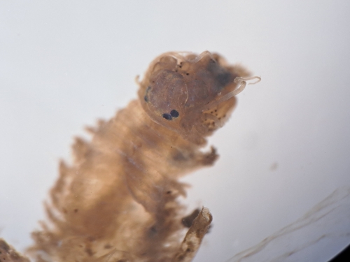 Neanthes acuminata