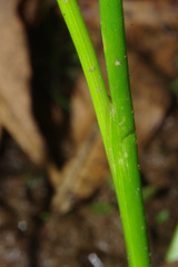 Juncus acuminatus
