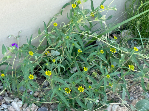 Image of Sanvitalia abertii by (c) CK2AZ, some rights reserved (CC BY)
