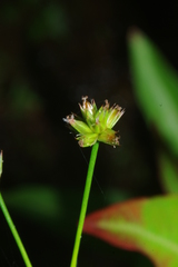 Juncus acuminatus