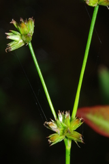 Juncus acuminatus
