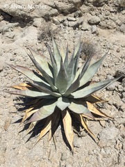 Agave turneri