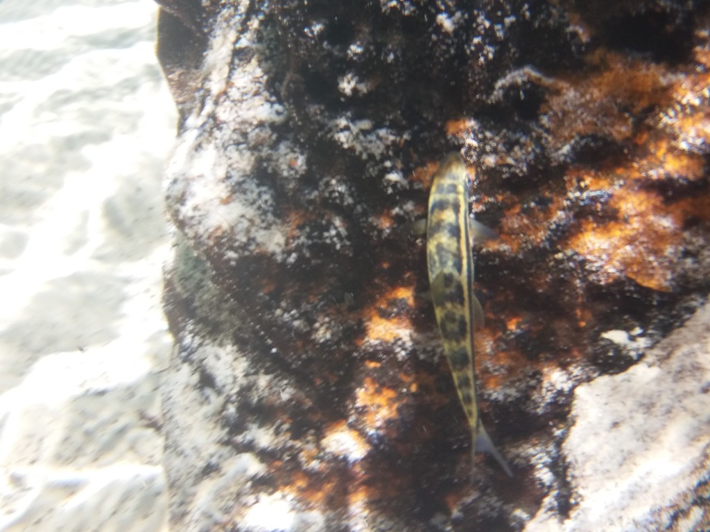 Leporinus britskii