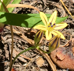 Triteleia ixioides anilina