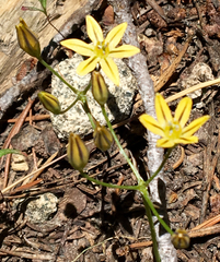 Triteleia ixioides anilina