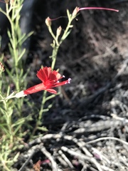 Ipomopsis tenuifolia