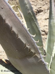Agave turneri