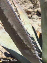 Agave turneri