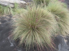 Festuca tolucensis