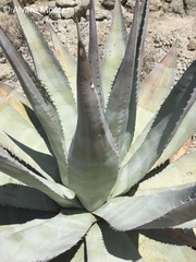Agave turneri