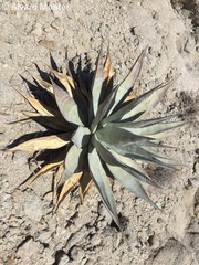 Agave turneri