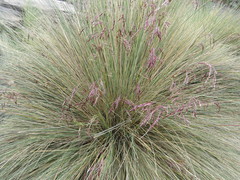 Festuca tolucensis