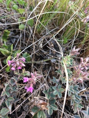 Indigofera mauritanica