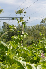Heracleum sosnowskyi