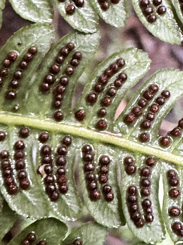 Cyathea bicrenata, 2024-09-08