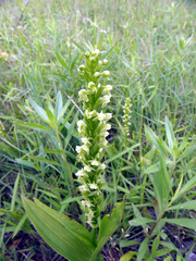 Platanthera flava