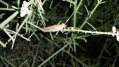 Tropidopolinae