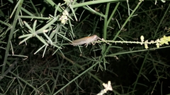 Tropidopolinae