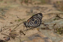 Catagramma hystaspes