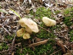 Russula pulverulenta