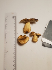 Russula pulverulenta