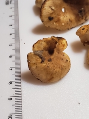 Russula pulverulenta