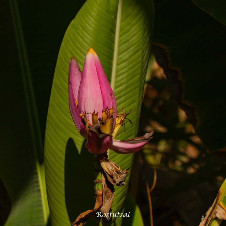 Musa ornata