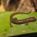 Splayfoot Salamanders - Photo (c) Juan Cruzado Cortés, some rights reserved (CC BY-SA)