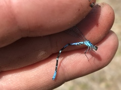 Coenagrion interrogatum